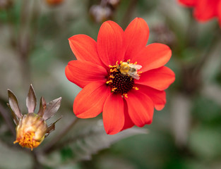 bee on a flower