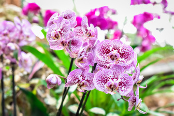 Colorful Dendrobium orchids