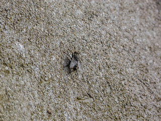 Fly over a wall, natural lit