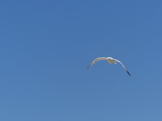 Möwe im Flug