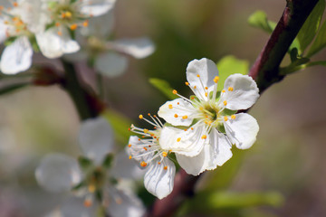 white flowers of apple tree