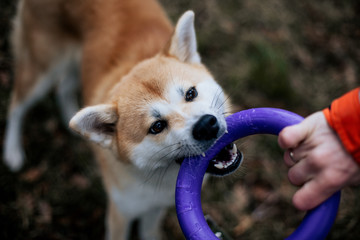 red akita inu dog playing with toy