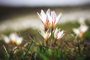 Crocus, spring flowers