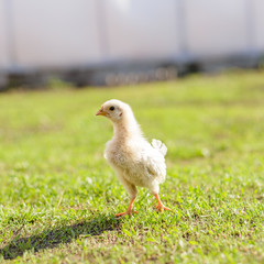 Yellow little pretty chicken on fresh green grass in garden. Soft focus