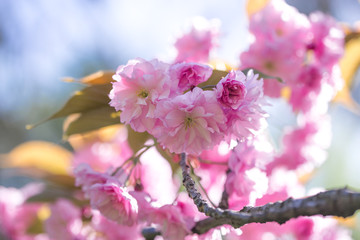 Spring spirit: Branches of Prunus triloba - louiseania with beautiful pink flowers on blurry white...