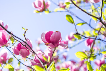 Magnolia x soulangeana pink. Botanical Garden Kiev. Magnolia tree with large light green leaves and cupped large flowers. In the evening, magnolias close in bud. Exquisite and luxurious magnolia flowe