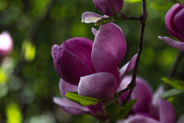 Fototapeta na wymiar Magnolia x soulangeana pink. Botanical Garden Kiev. Magnolia tree with large light green leaves and cupped large flowers. In the evening, magnolias close in bud. Exquisite and luxurious magnolia flowe