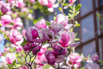 Magnolia x soulangeana pink. Botanical Garden Kiev. Magnolia tree with large light green leaves and cupped large flowers. In the evening, magnolias close in bud. Exquisite and luxurious magnolia flowe