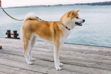 red akita inu dog near the sea