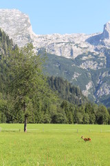 Fototapeta na wymiar Berge, Landschaft mit Reh