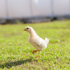 Yellow little pretty chicken on fresh green grass in garden. Soft focus