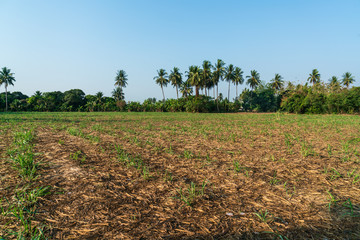 Sugar cane farm after harvesting in Thailand