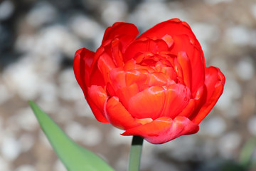 red tulip in the garden