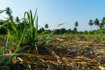Sugar cane farm after harvesting in Thailand