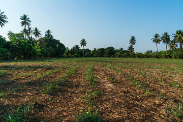 Obraz premium Sugar cane farm after harvesting in Thailand