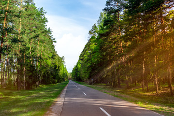 Obraz premium Traveling vacation holiday deep green forest in traced ray of daylight through tree path road. Auto trip theme concept