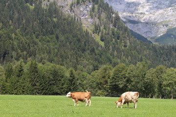 Fototapeta na wymiar Kühe vor Landschaft