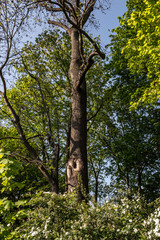 Spaziergang im Frühling im Stadtpark in Fürth/Bayern