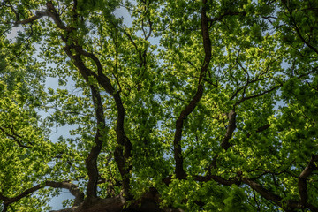 Spaziergang im Frühling im Stadtpark in Fürth/Bayern