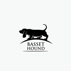 Basset hound dog 