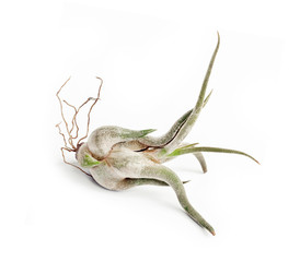 Tillandsia caput-medusae isolated on white background
