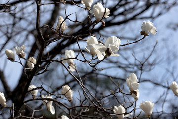 こぶしの花