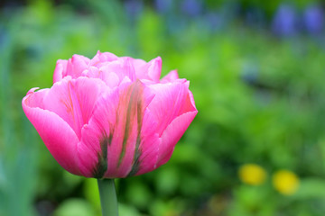 Obraz na płótnie Canvas pink tulip in the garden