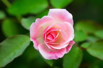 Beautiful pink roses in the garden.