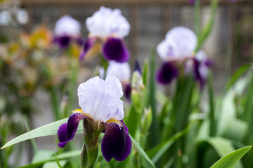 わらび　春の野草