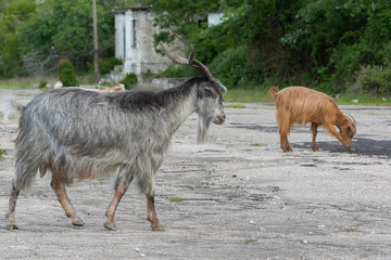 Herd of goats crosses the rural road in the mountains