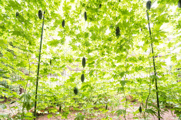 ゴーヤーの緑のカーテン