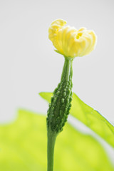 ゴーヤーの雌花