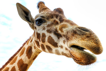 Funny face of a giraffe