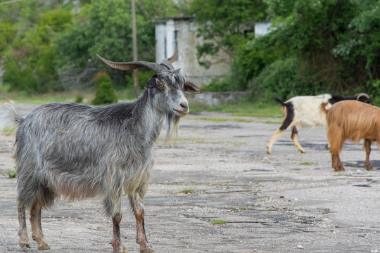 Herd of goats crosses the rural road in the mountains