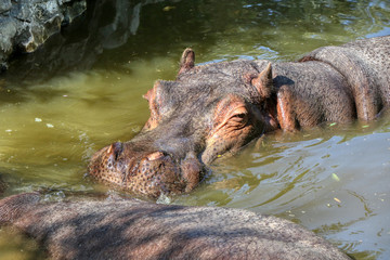 Fototapeta premium Hippopotamus in a pond in a zoo