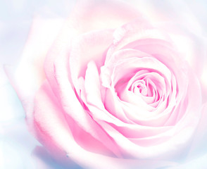 Obraz na płótnie Canvas romantic flower pink rose close up 