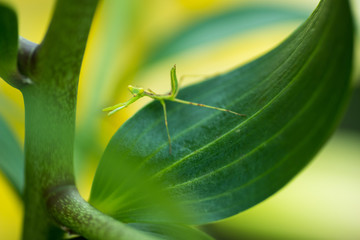 ユリの葉の上のカマキリの幼虫