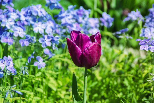 Beautiful lilac tulip with blue Hydrangea in the background.