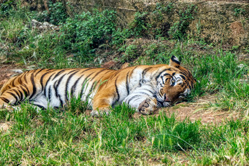 Fototapeta na wymiar A tiger doze in a zoo