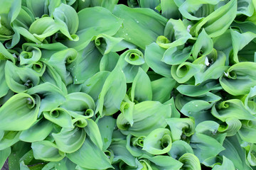 Obraz premium green leaves of plant