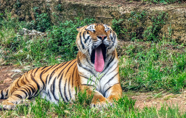 Fototapeta na wymiar Tiger yawns with his tongue out of his mouth in a zoo