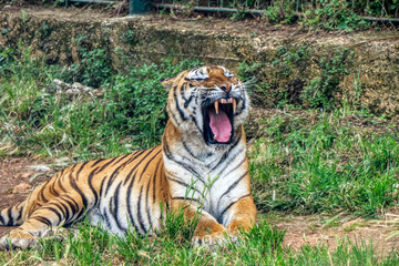 Tiger roars in a zoo