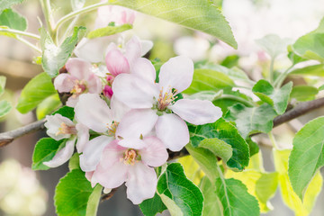 Branches of an apple tree with pink flowers in a flowering orchard on a spring sunny day, close-up