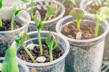 Young green pumpkin sprouts, prepared for landing in the open ground, selective focus