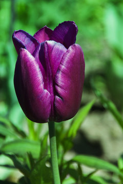Beautiful single lilac tulip in the sun