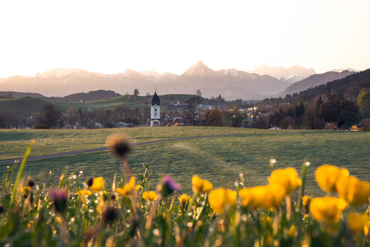 Dandelion meadow in Nesselwang