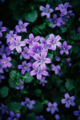 Fototapeta na wymiar Flowering verbena in the spring garden.