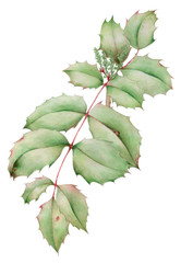 Oregon-grape (Mahonia aquifolium) leaves with young inflorescence buds botanical drawing over white background