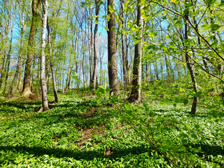 Color detail photography of beautiful spring forest