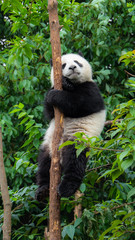 Giant Panda baby cub sitting in tree in China looking up